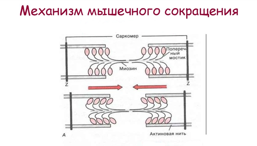 как работают мышцы во время тренировки