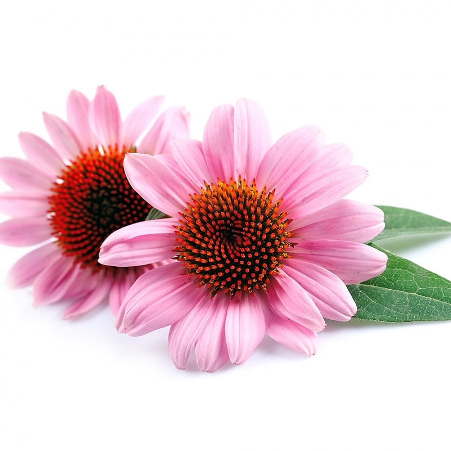 Сырье экстракт эхинацеи / Echinacea extract (порошок)