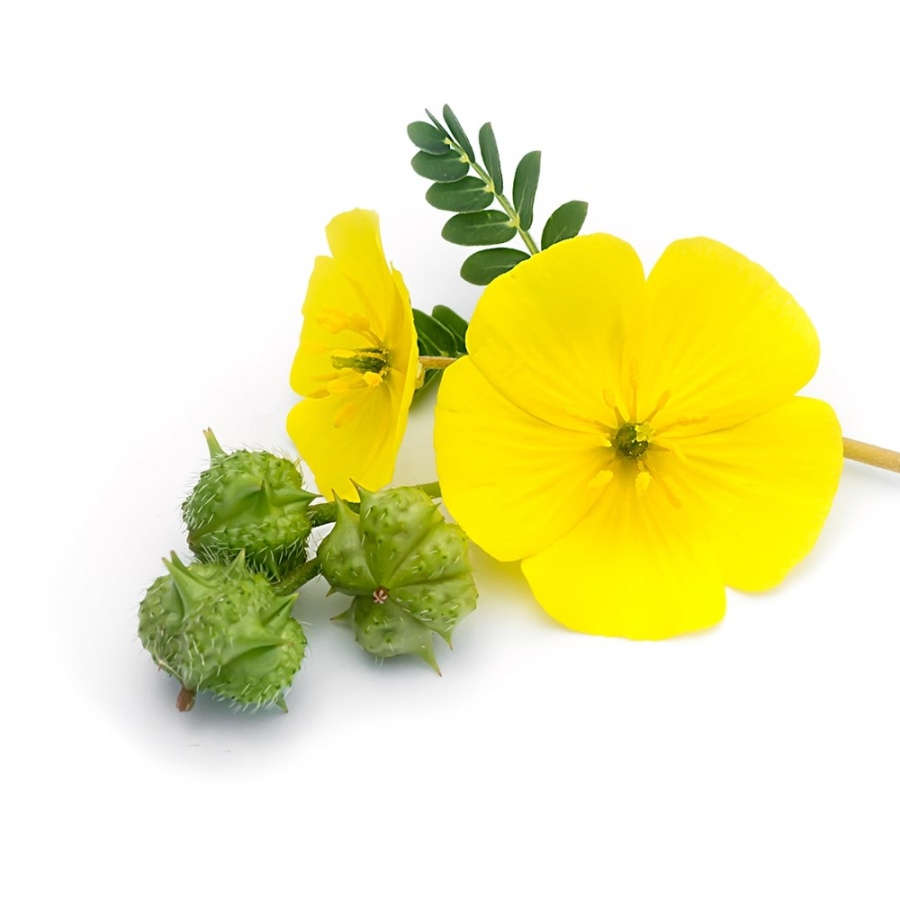 Сырье экстракт трибулуса 90%/ Tribulus extract (порошок)